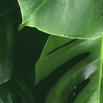 hero-ecofriends-home